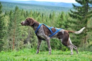 Harnais de traction Dogsport X-Back (réfléchissant bleu)